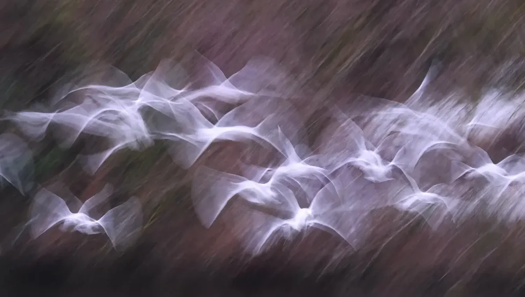 The Nature Photography Contest 2024 Winners: Images That Capture the Beauty and Fragility of Nature 8 - Deartline Poetry of flight, by Saleel Tambe, The Nature Photography Contest 2024 Birds Winner
