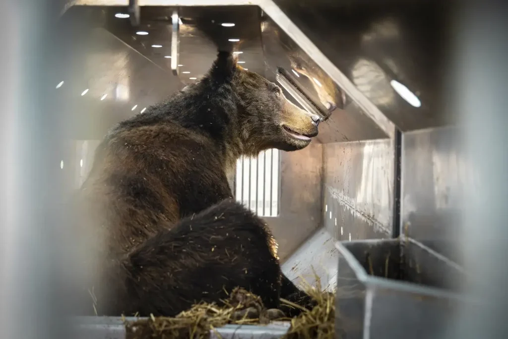 The Nature Photography Contest 2024 Winners: Images That Capture the Beauty and Fragility of Nature 11 - Deartline The Face in The Trap, by Rob Green, The Nature Photography Contest 2024 Environmental impact Winner