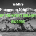 Wildlife Photography Contest by The Artist Gallery 2026 12 - Deartline Wildlife Photography Contest by The Artist Gallery 2026