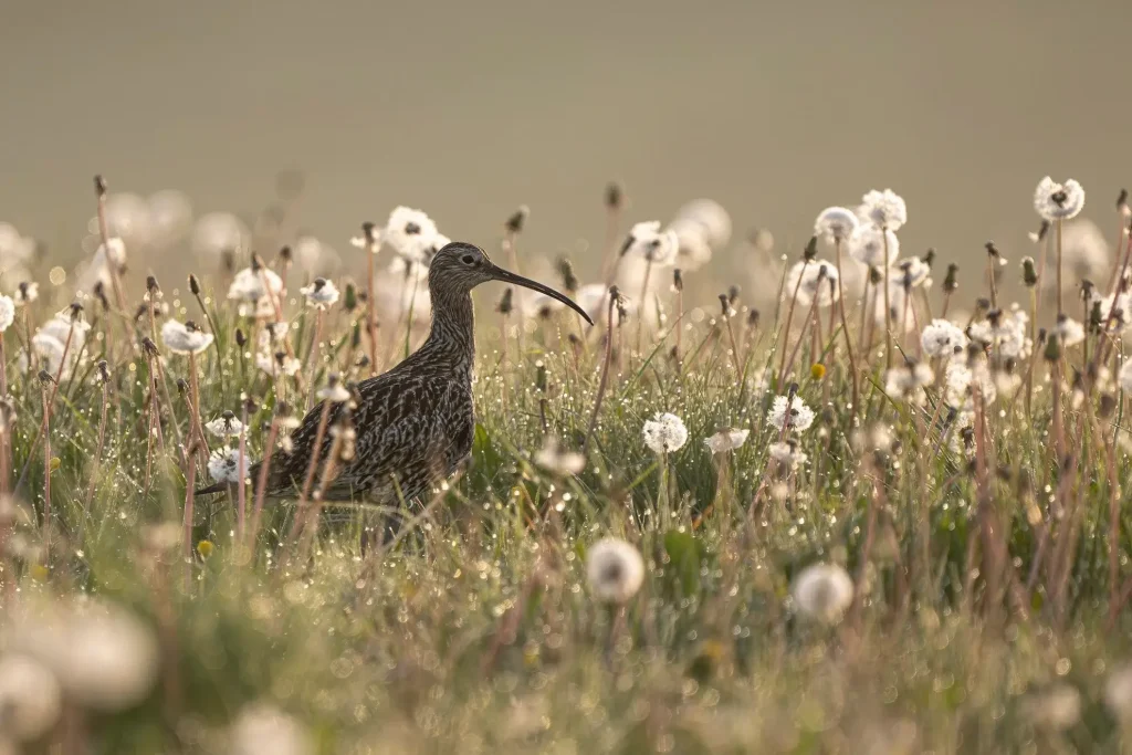 British Wildlife Photography Awards 2025 Winners: Stunning Images Celebrating UK's Nature 3 - Deartline Young British Wildlife Photographer of the Year 2025: "Curlew O'Clock!" – Jamie Smart (Age 9)