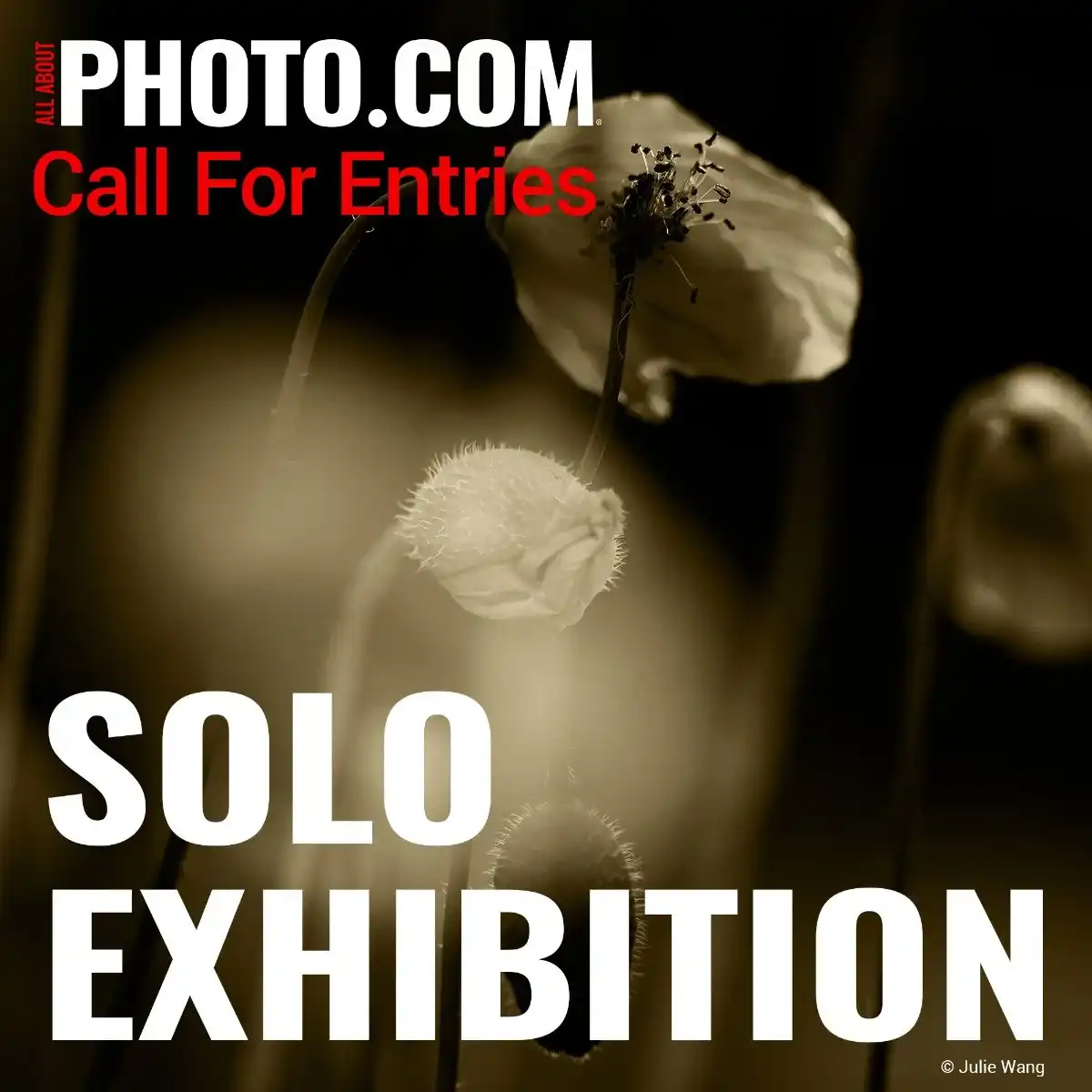 Solo Exhibition June 2025 by All About Photo