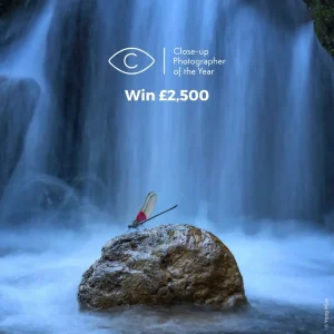 Deartline 86 - Deartline Close-up Photographer of the Year 2025 (CUPOTY 2025)