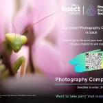 RES Insect Week Photography Competition 2025 2 - Deartline RES Insect Week Photography Competition 2025