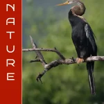 8th Nature Art Competition by Contemporary Art Room Gallery