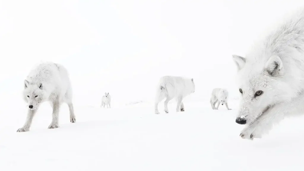 BigPicture 2025 Terrestrial Wildlife Winner - Inside The Pack - Amit Eshel
