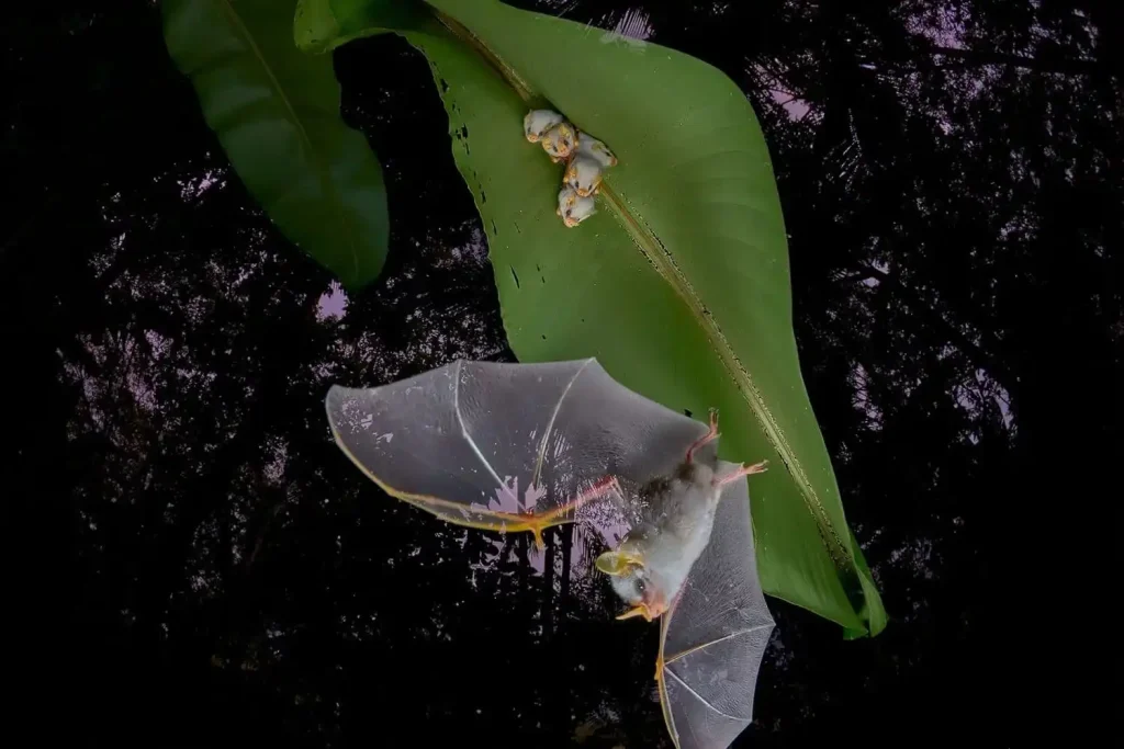 BigPicture 2025 Winged Life Winner - Leaving The Roost  - Dvir Barkay
