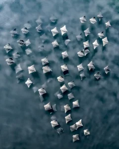 Joanna Steidle, International Aerial Photographer of the Year 2025 Winner - Concerto