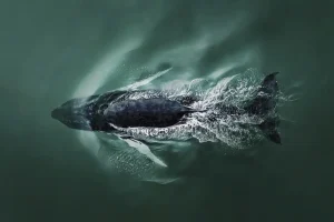 Joanna Steidle, International Aerial Photographer of the Year 2025 Winner - Diving