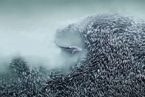 Joanna Steidle, International Aerial Photographer of the Year 2025 Winner - The Gateway