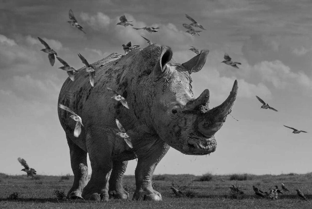 News and current events 24 - Deartline Jurassic Park, by Alessandro Marena - Black & White Series of the Year 2025 2