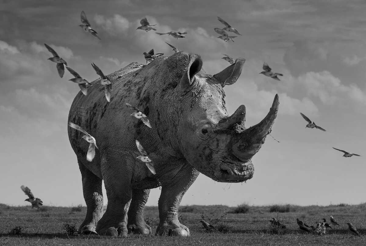Inside the MonoVisions Photography Awards 2025 Winners: A Prehistoric Rhino and a Study in Balance 1 - Deartline Jurassic Park, by Alessandro Marena - Black & White Series of the Year 2025 2