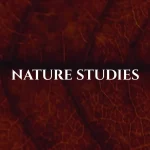 Nature Studies by Carlotta Gallery 9 - Deartline Nature Studies by Carlotta Gallery
