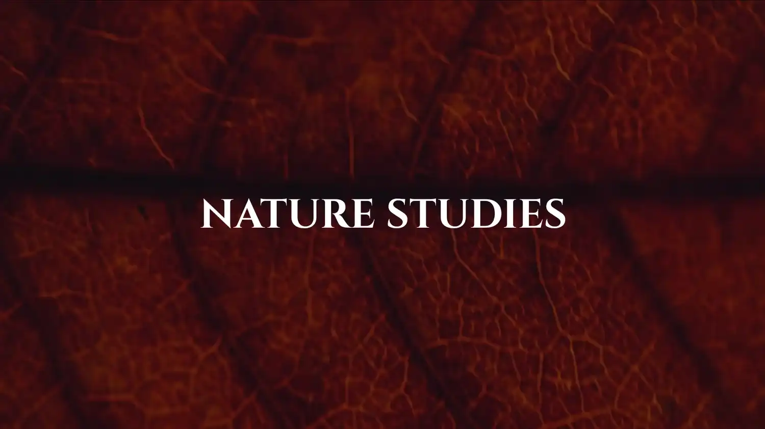 Nature Studies by Carlotta Gallery 2 - Deartline Nature Studies by Carlotta Gallery