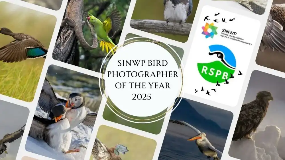 Contests 7 - Deartline SINWP Bird Photographer of the Year 2025