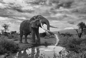 Iconic Elephant at Iconic Mountain, by Rajarshi Banerji - Fauna and Flora Second Category Winner in the Black and White Photo Awards 2025