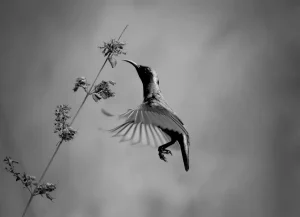The Dance of Gravity, by Raghuvamsh Chavali - Finalist in the Black and White Photo Awards 2025