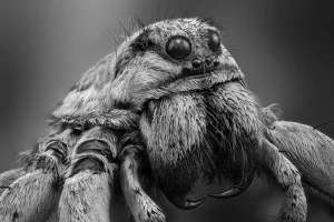 Wolf spider, by Javier Ruperez - Fauna and Flora Silver Mention in the Black and White Photo Awards 2025