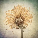 The Still Life by Praxis Gallery