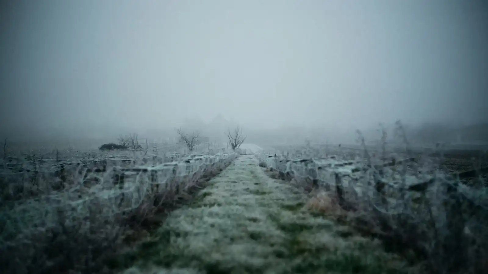 Cold by Carlotta Gallery 2 - Deartline Cold by Carlotta Gallery