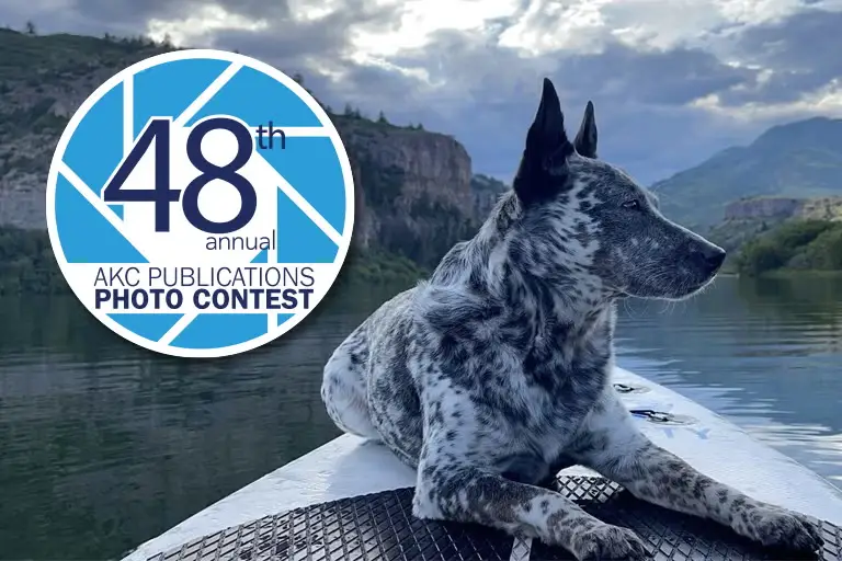 AKC Photo Contest 2026