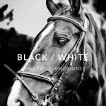 Black/White by Solas / Shadow