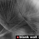 Still Life by Blank Wall Gallery 2026